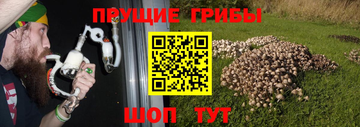 Галлюциногенные грибы Psilocybe  Псилоцибиновые грибы Cubensis  Свободный  Вход с VPN 